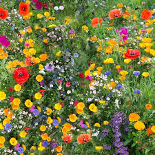 Vildblomsfrön för Bi- och Fjärilsängar - 25 m²