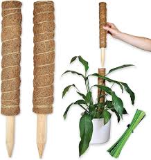 Stödpinne för Monstera och Växter