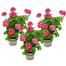 Hängande Pelargonier - Set om 3 i 12 cm Kruka