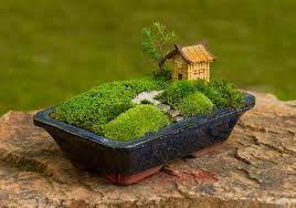 Mossfrön för Bonsai - 200 st Sagina Subulata