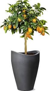 Scheurich Wave Globe Blomlåda - Svart Granit
