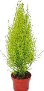 Zimmercypress 'Goldcrest Wilma' - 13 cm Kruka