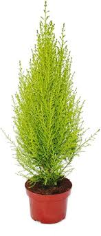 Zimmercypress 'Goldcrest Wilma' - 13 cm Kruka