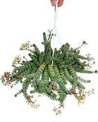 Crassula "Hottentot" - 14 cm Plante